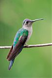 Wedge-tailed Sabrewing